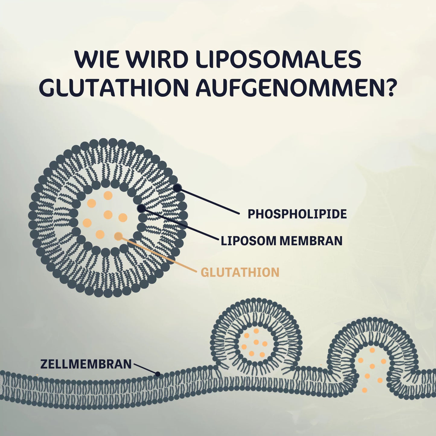 Liposomales Glutathion