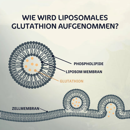 Liposomales Glutathion