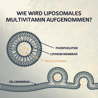 Liposomales Multivitamin