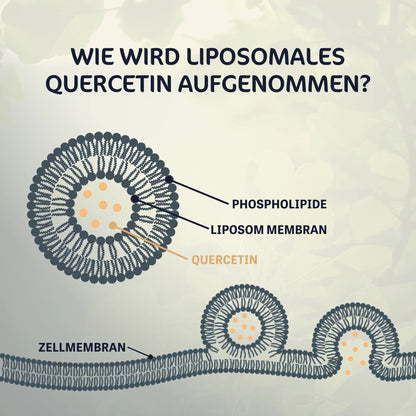 Liposomales Quercetin