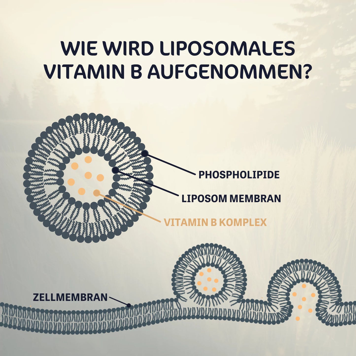 Liposomaler Vitamin B Komplex