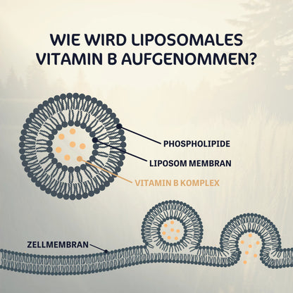 Liposomaler Vitamin B Komplex