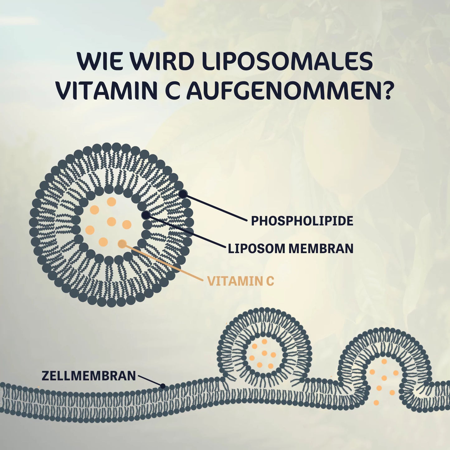 Liposomales Vitamin C