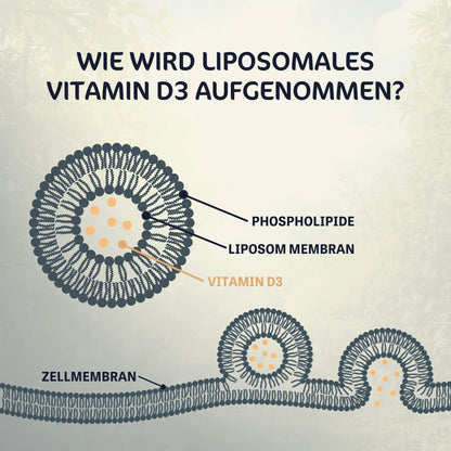 Liposomales Vitamin D3